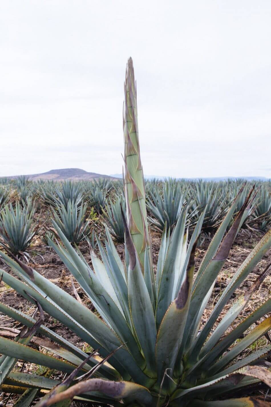 Tequilana Agave Plant